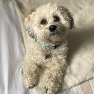 Meet your Posher, Dionne